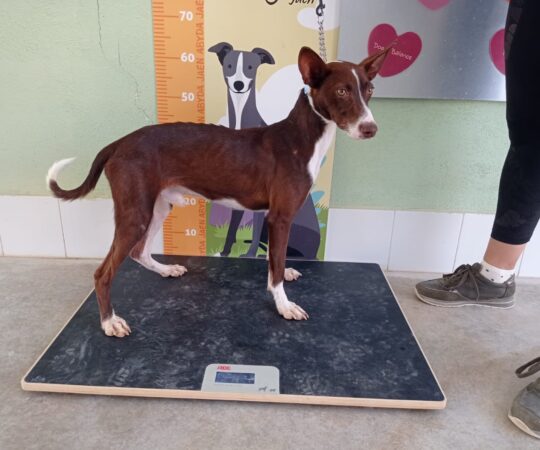 LUCHO (M) / Podenco / Abyda