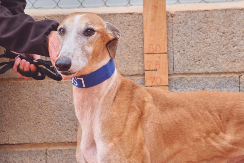 Luke (M) Refuge de Tobarra