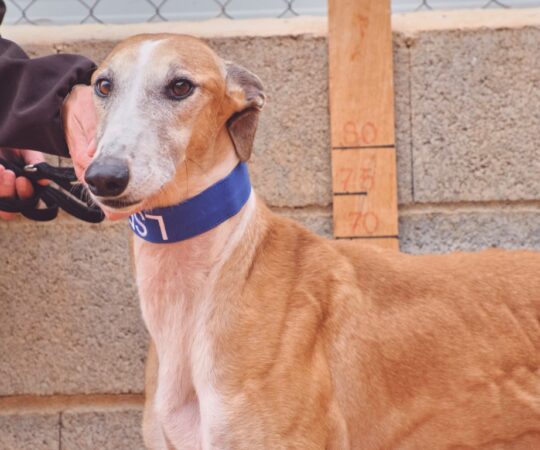 Luke (M) Refuge de Tobarra