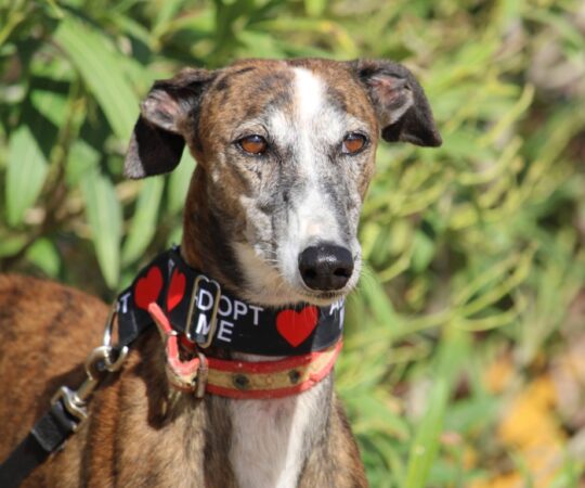 Lyra (F) Refuge de Carmona