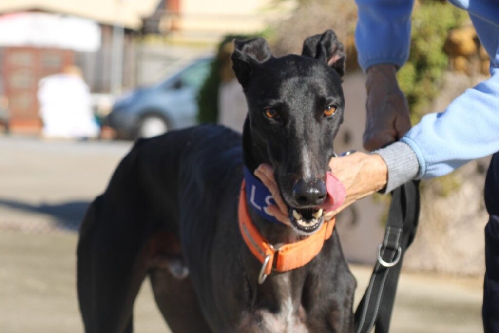 Magellan (M) Amputé / Refuge de laFBM