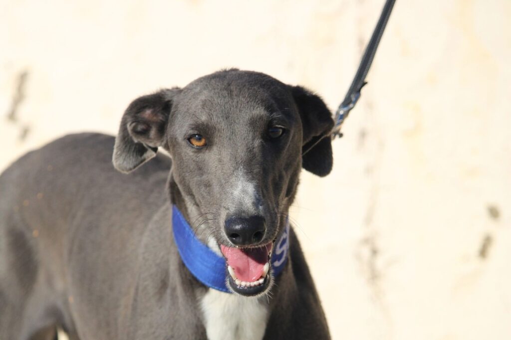 Mandy (F) Refuge de la FBM