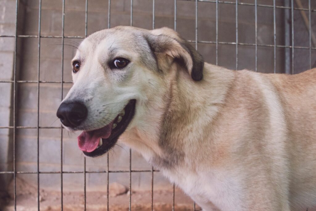 Manteca (F)  Mastine X Junior / Refuge de Tobarra