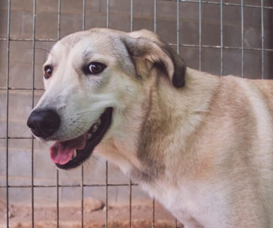 Manteca (F)  Mastine X Junior / Refuge de Tobarra