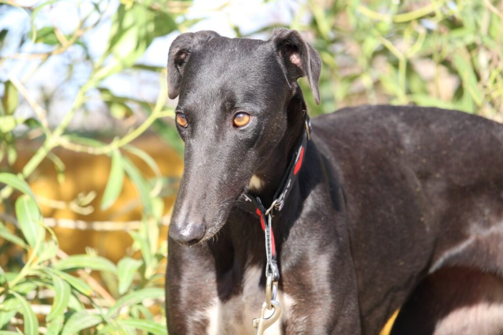 Moka (F) Refuge de Carmona