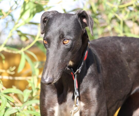 Moka (F) Refuge de Carmona