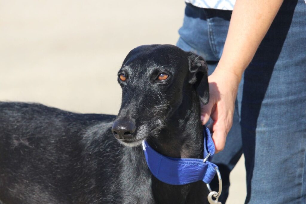 Moly ( F) Refuge de la FBM