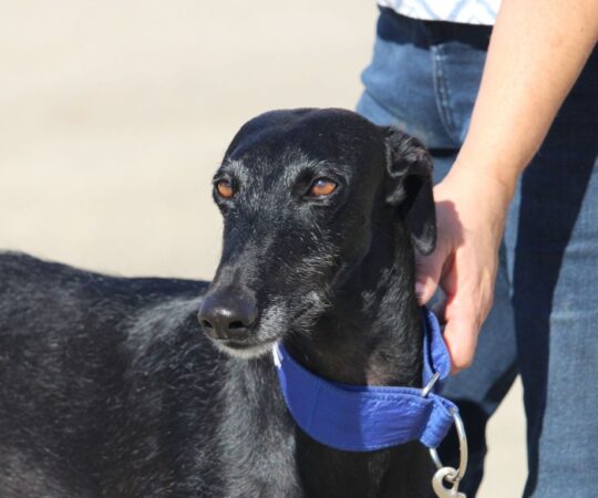 Moly ( F) Refuge de la FBM