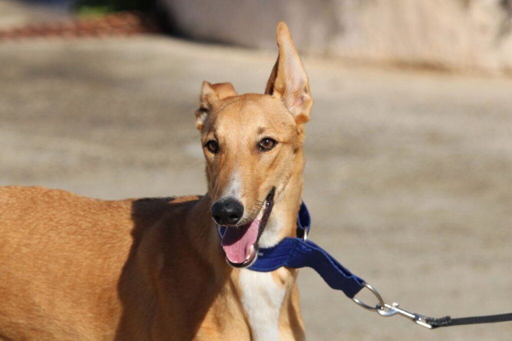 Nanny (F) Refuge de la FBM