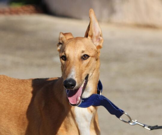 Nanny (F) Refuge de la FBM.