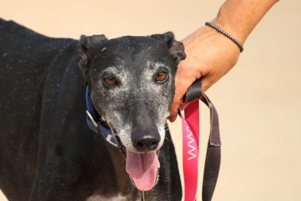 Nera (F) Refuge de la FBM