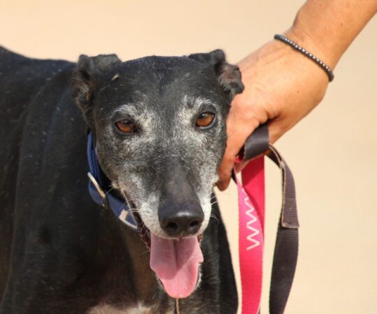 Nera (F) Refuge de la FBM