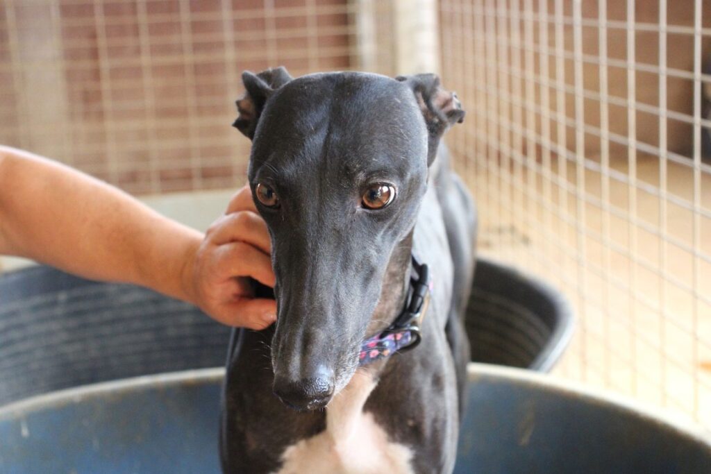 Nina (F) Refuge de la FBM