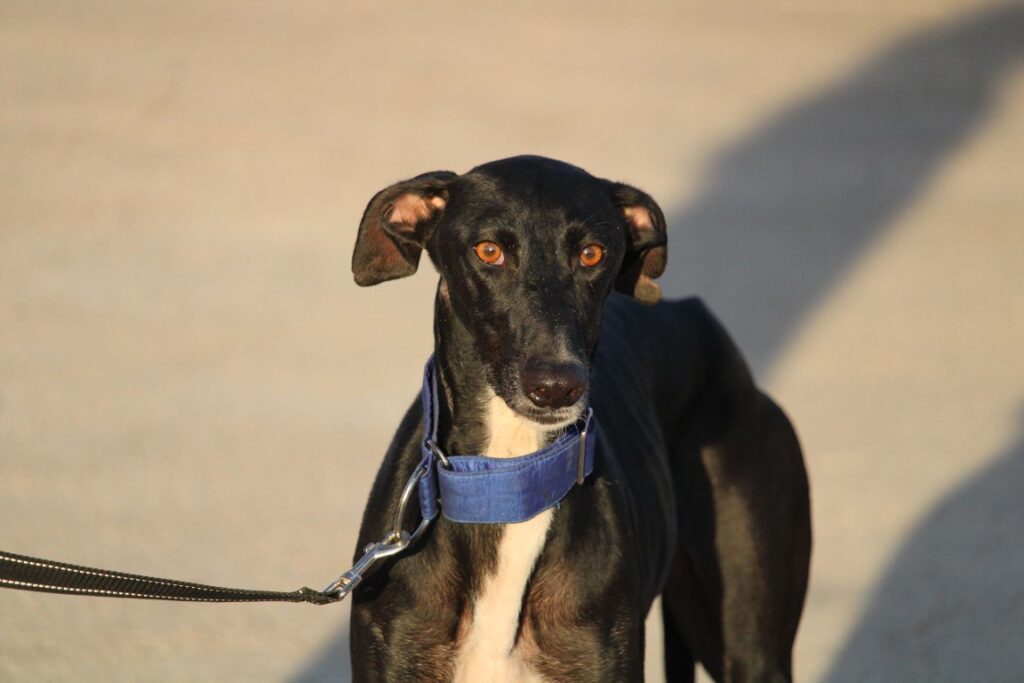 Noche (F) Refuge de la FBM