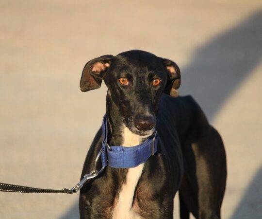 Noche (F) Refuge de la FBM