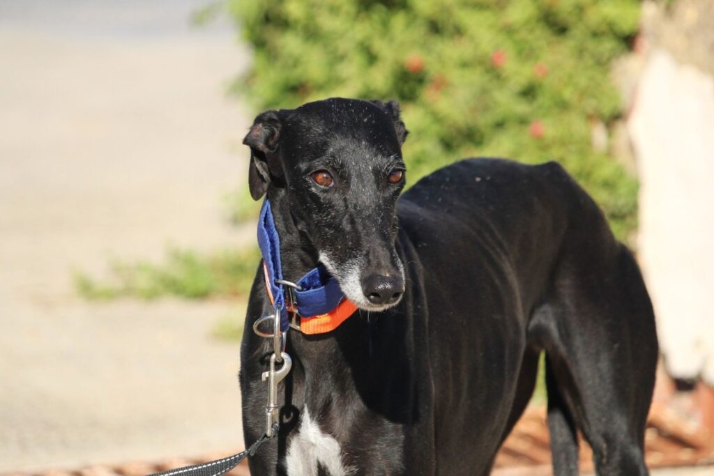 Onyx (F) Refuge de la FBM