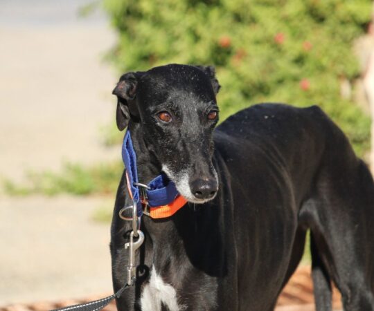 Onyx (F) Refuge de la FBM