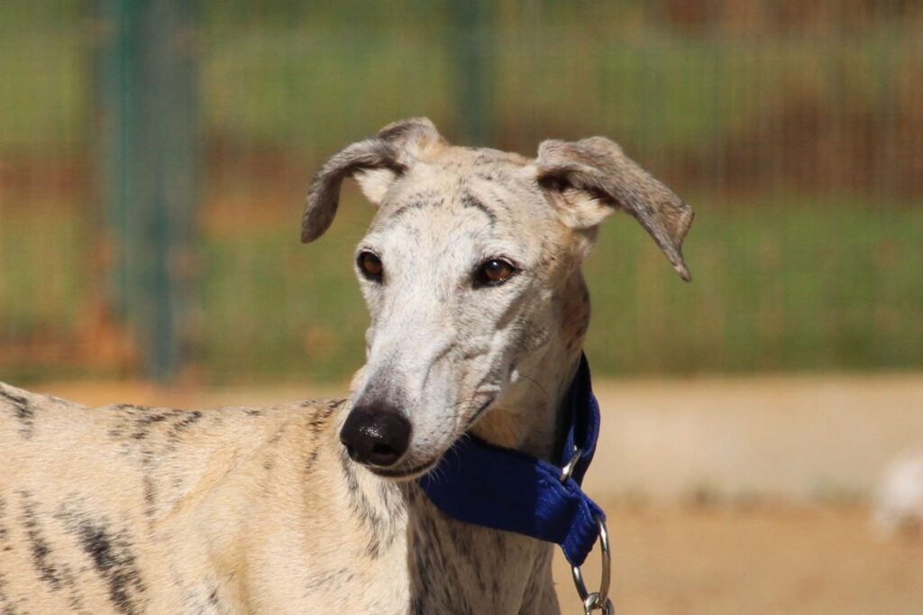 Pamela (F) Refuge de la FBM