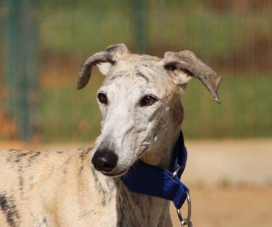 Pamela (F) Refuge de la FBM