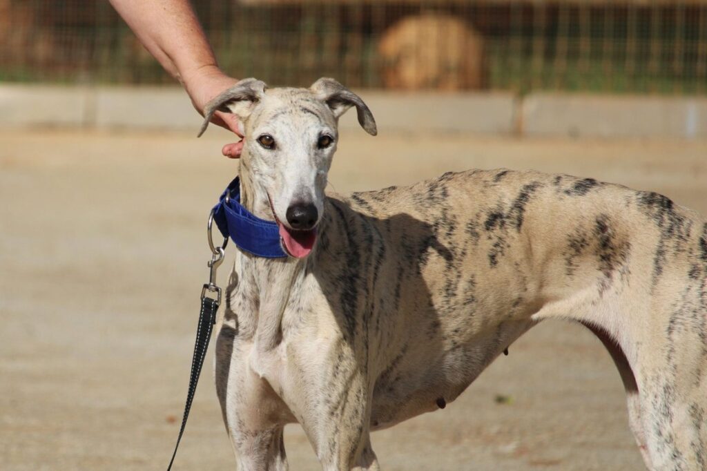Pamela (F) Refuge de la FBM
