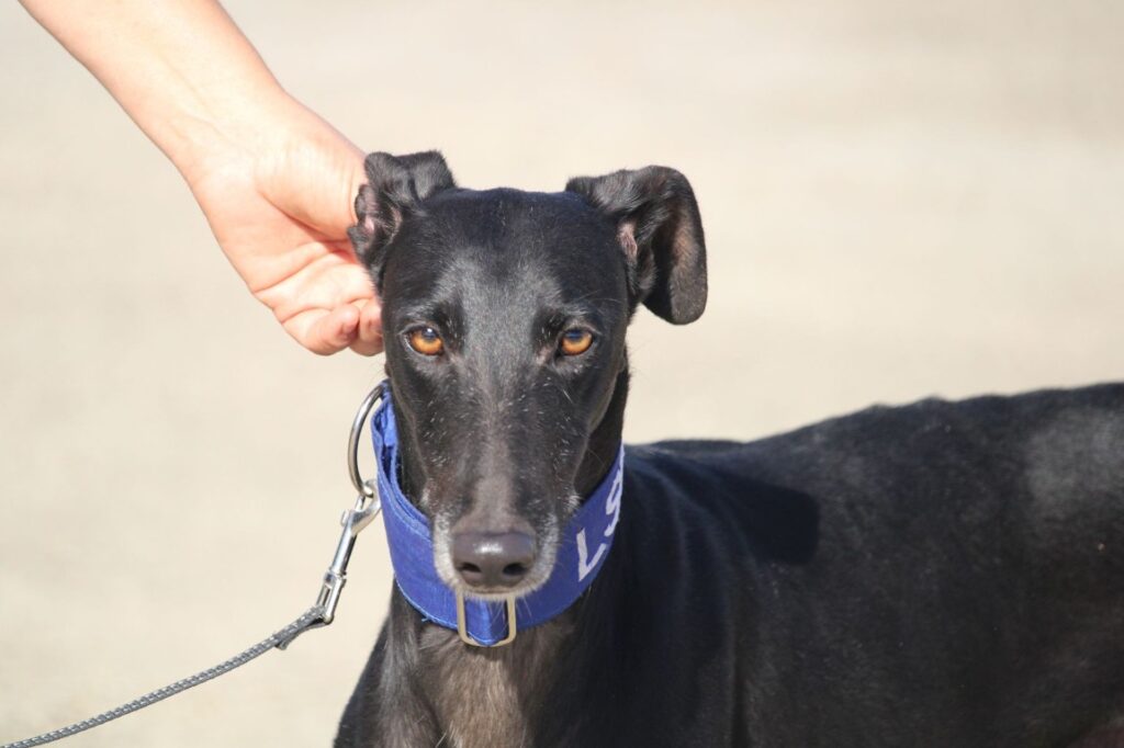 Pixel (M) Refuge de la FBM