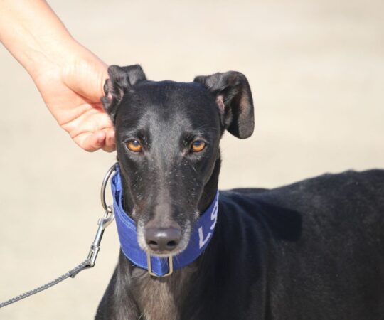 Pixel (M) Refuge de la FBM