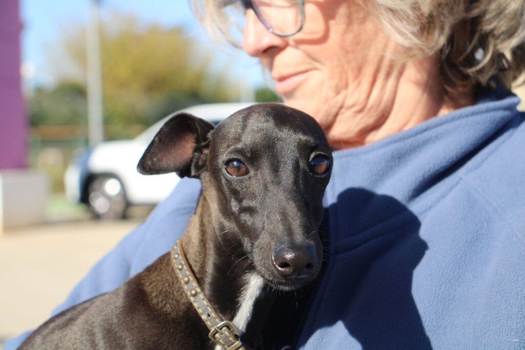 Poty (M) PLI / Refuge de la FBM Adopté