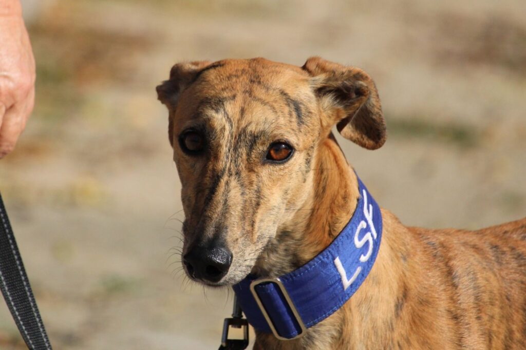 Primavera (F) Refuge de la FBM