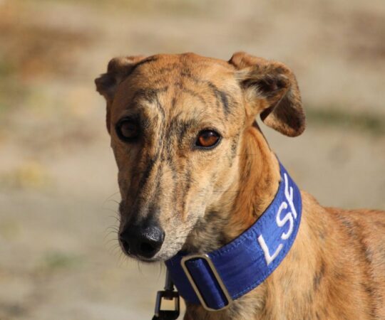 Primavera (F) Refuge de la FBM