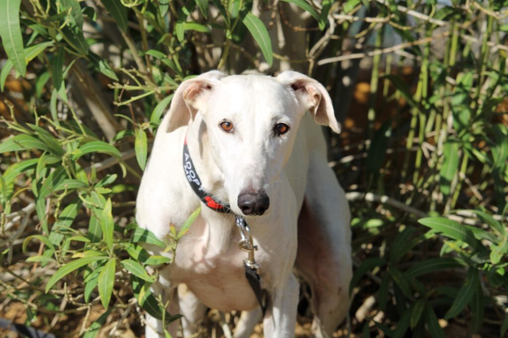 Roncero (M) Refuge de Carmona