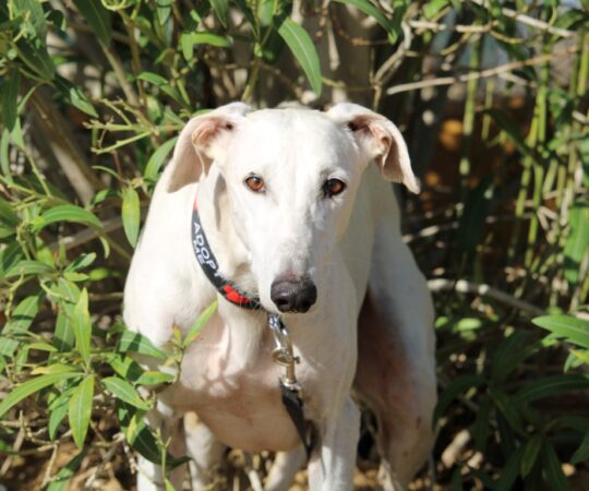 Roncero (M) Refuge de Carmona