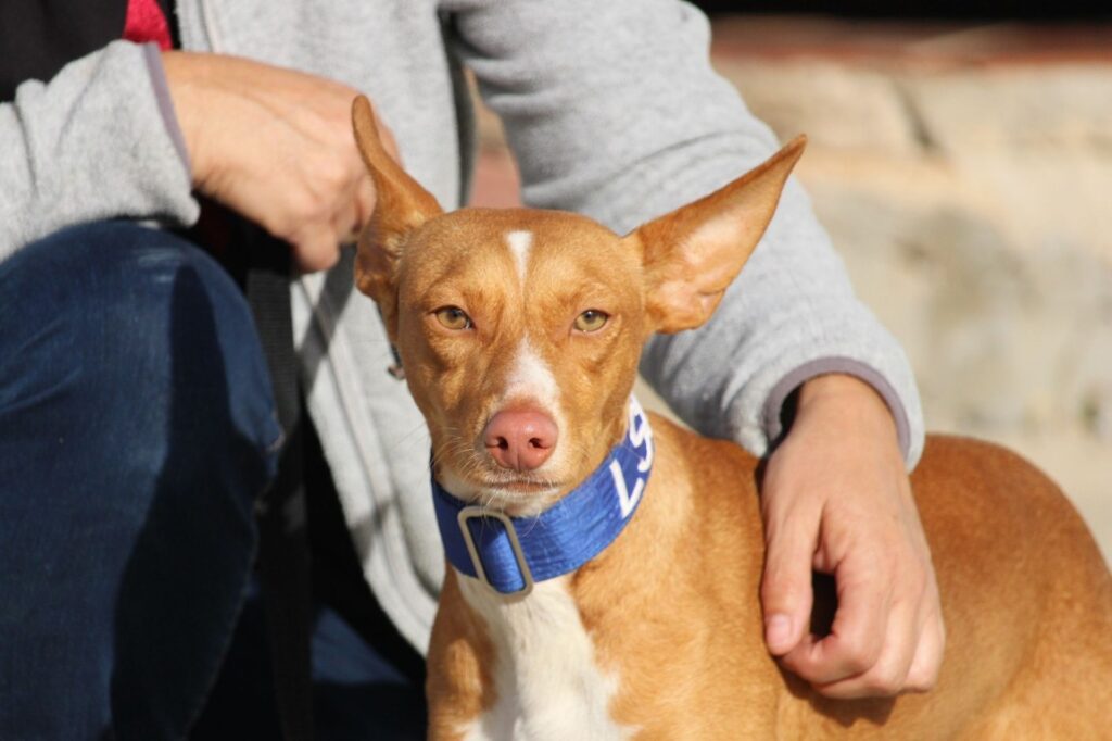 Rumba (F) Pod / Refuge de la FBM