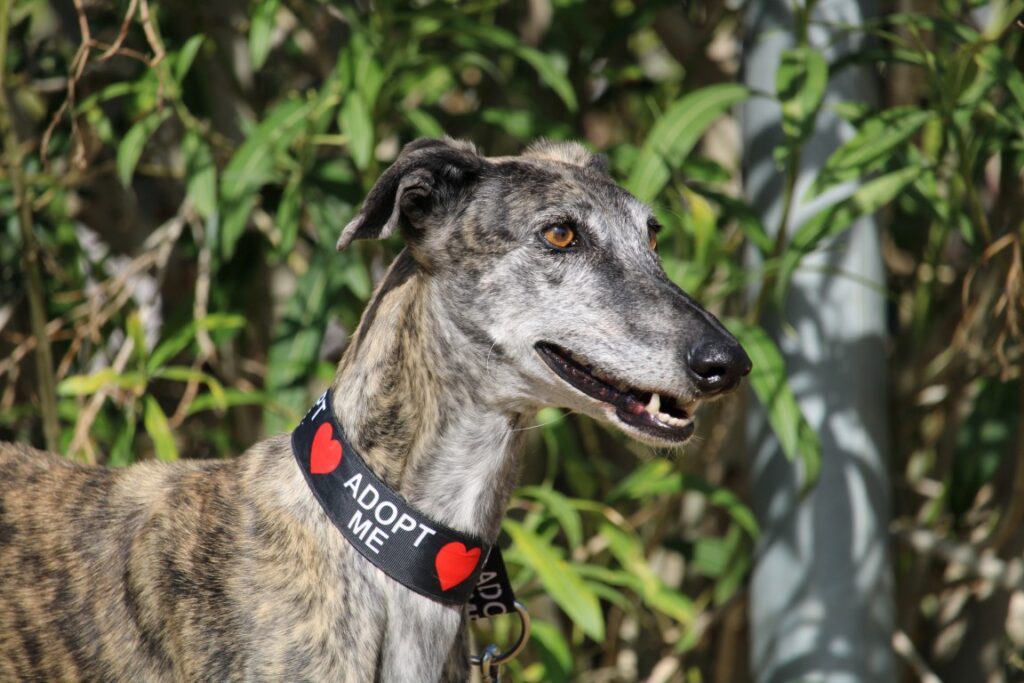 Segadora (F) Jeunior Refuge de Carmona