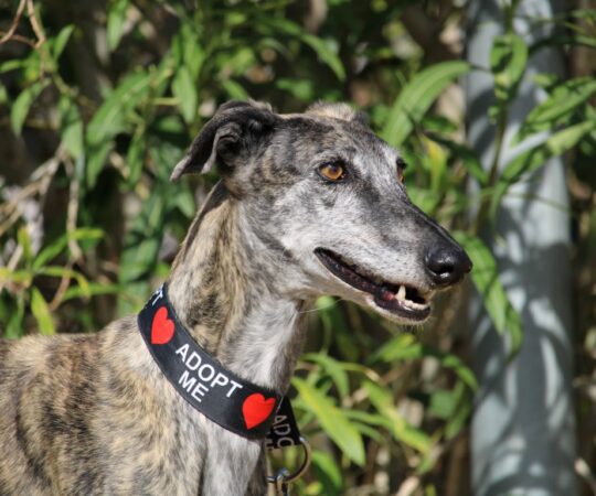 Segadora (F) Jeunior Refuge de Carmona