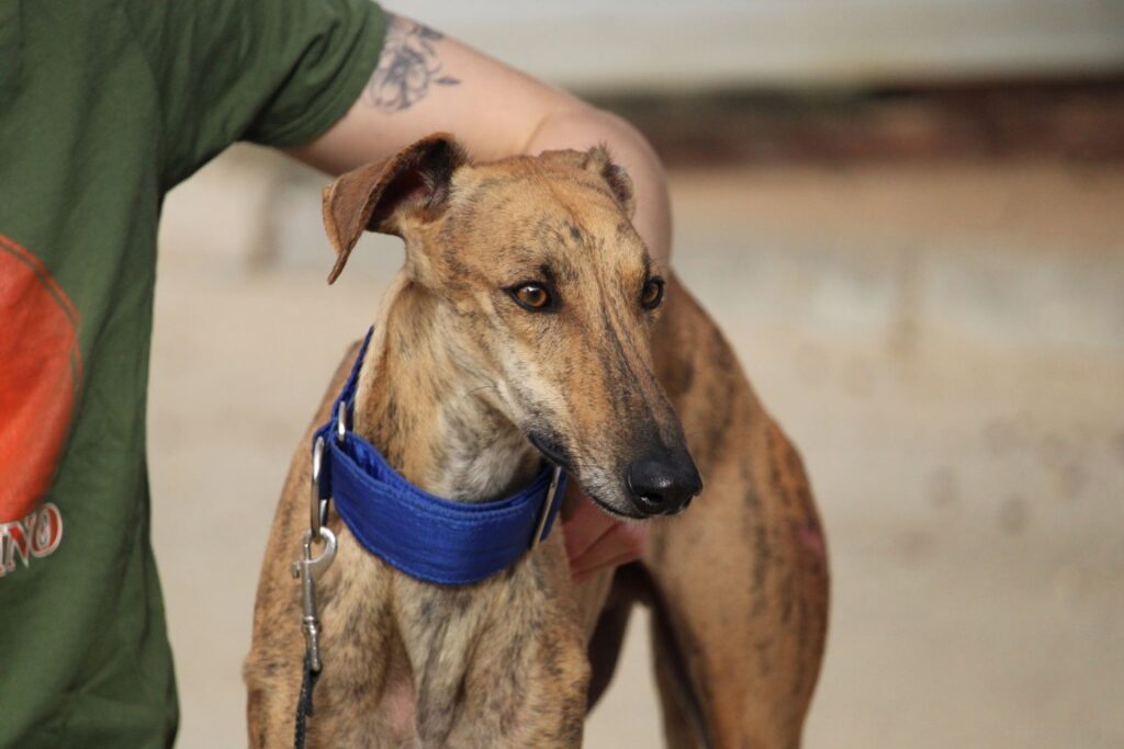 Sky (M) / Refuge de la FBM depuis plus d’ un an