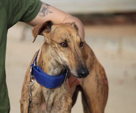 Sky (M) / Refuge de la FBM depuis plus d’ un an