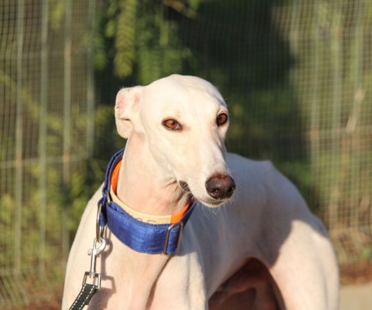 Soren ( M) Refuge de la FBM