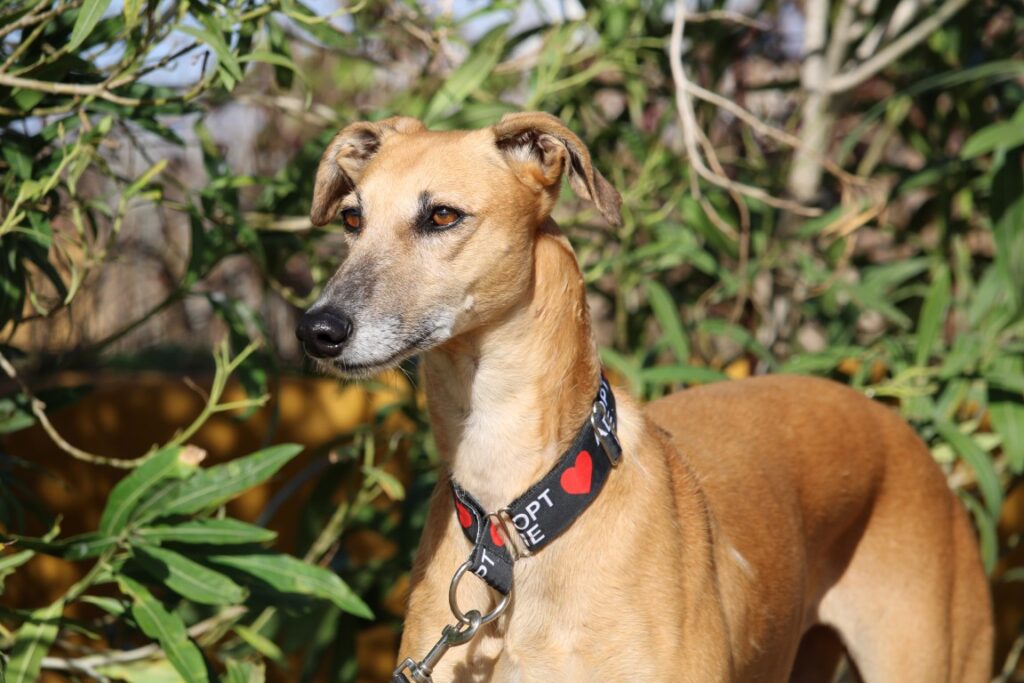 Telma (F) Refuge de Carmona