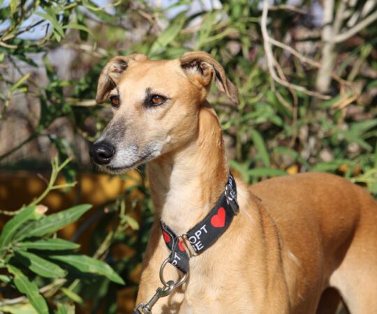 Telma (F) Refuge de Carmona