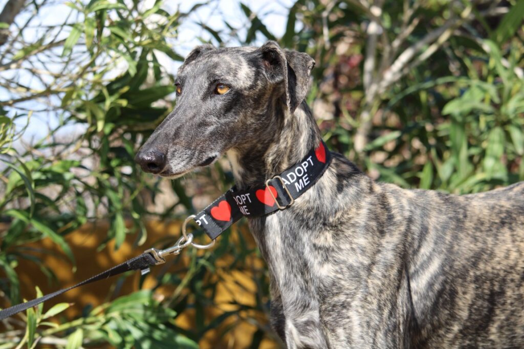 Troyano (M) Refuge de Carmona