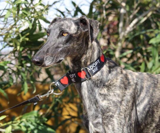 Troyano (M) Refuge de Carmona