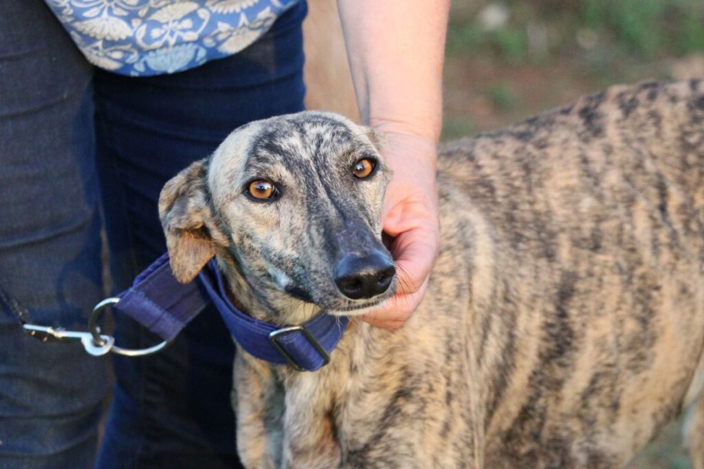 Yanis (F) Refuge de la FBM