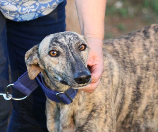 Yanis (F) Refuge de la FBM