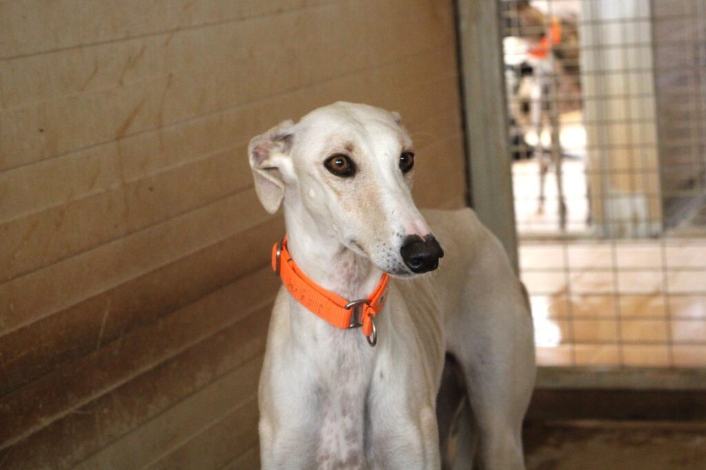 Zeus (M) Refuge de la FBM