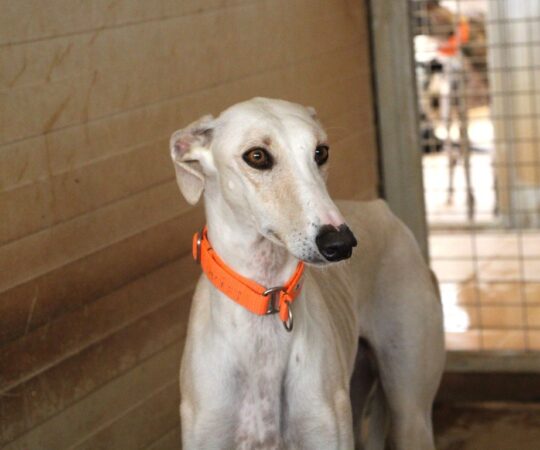 Zeus (M) Refuge de la FBM