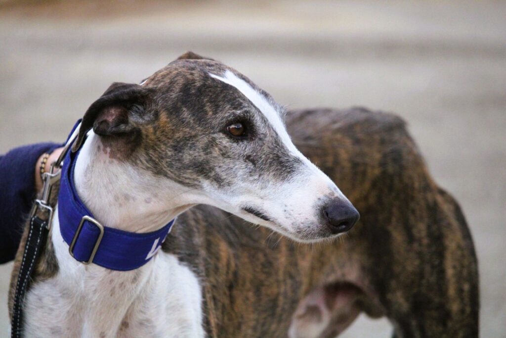 Angelo (M) Refuge de la FBM