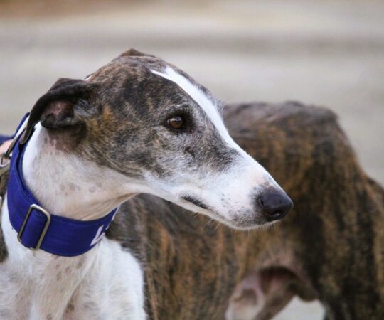 Angelo (M) Refuge de la FBM