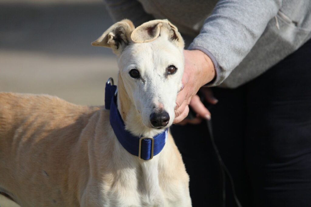 Aura (F) Senior / Refuge de la FBM Adoptée