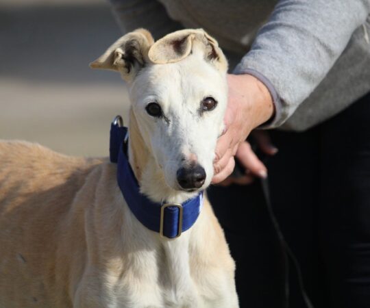 Aura (F) Senior / Refuge de la FBM