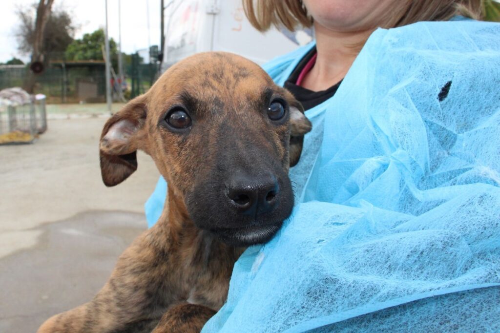 Bart (M) Chiot / Refuge de la FBM